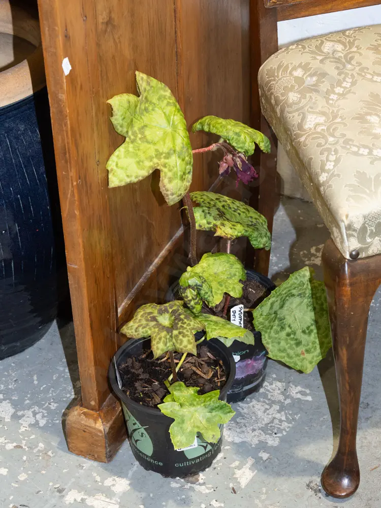 2x potted podophyllum (spotty dotty) Image 1++