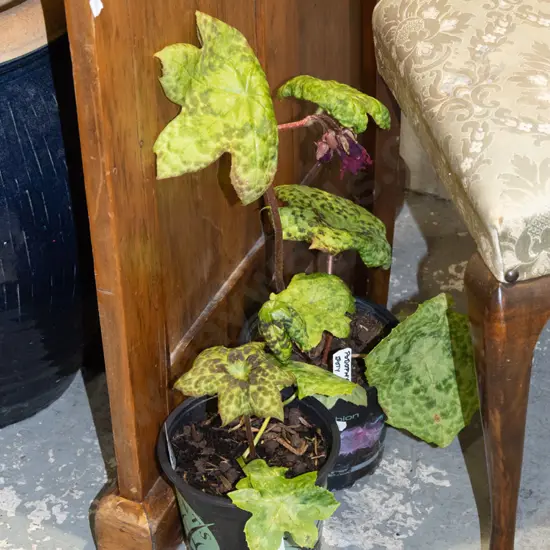 2x potted podophyllum (spotty dotty)