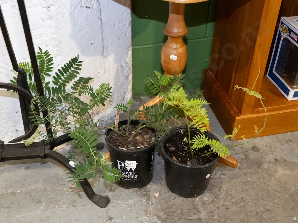 2x potted kaka beaks Image 1++
