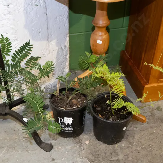 2x potted kaka beaks