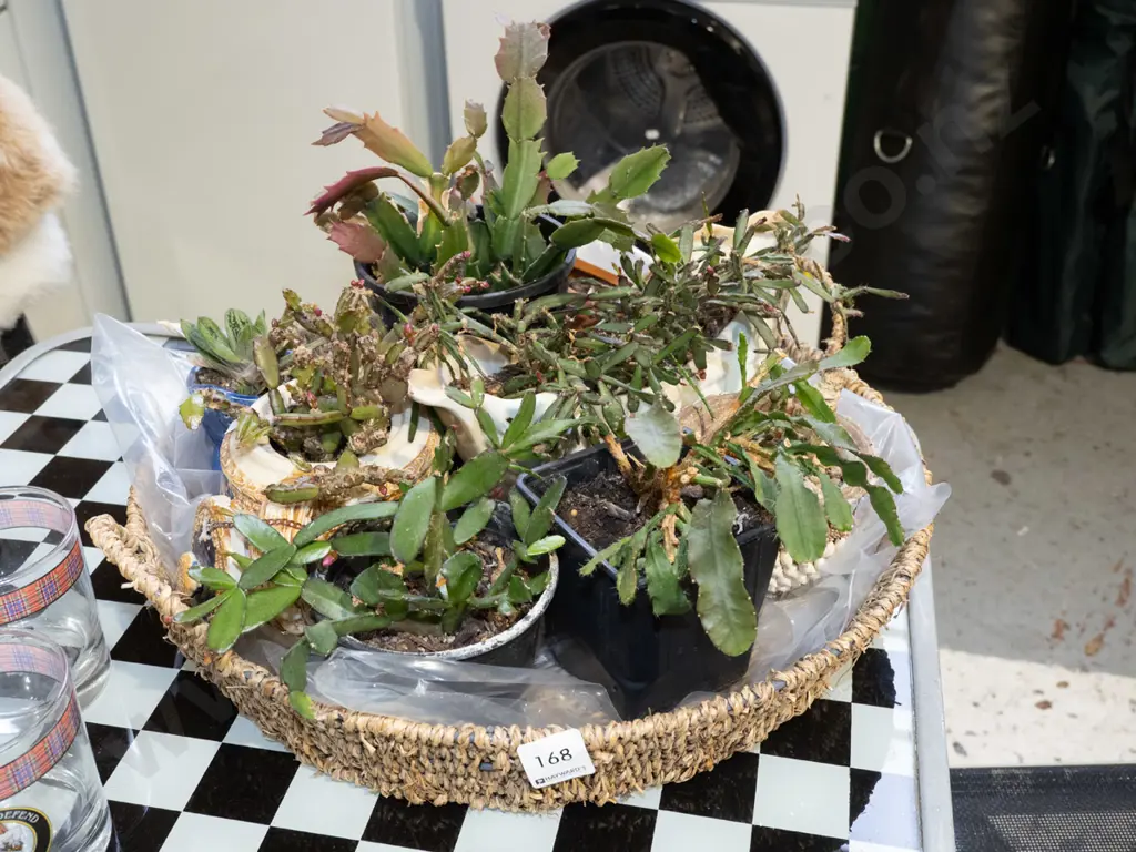 seagrass tray and assorted succulents in planters Image 1++