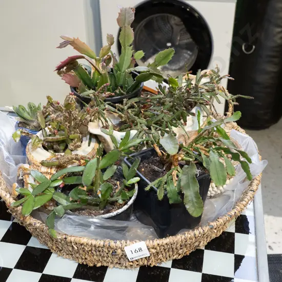 seagrass tray and assorted succulents in planters