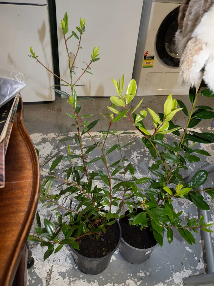2x potted pohutukawa Image 1++