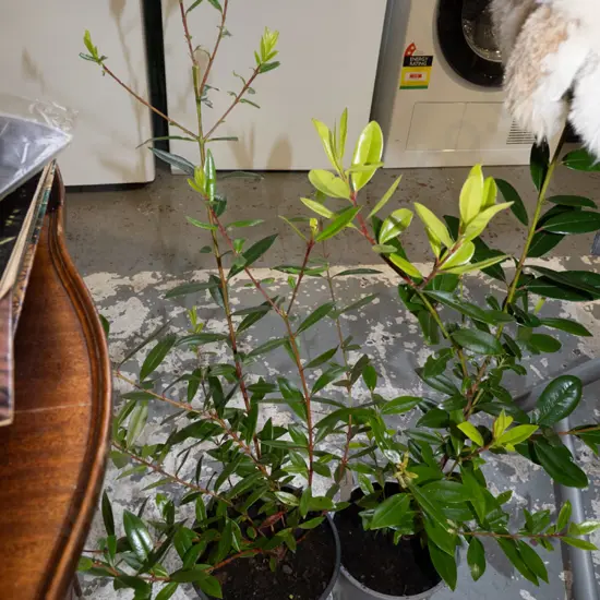 2x potted pohutukawa