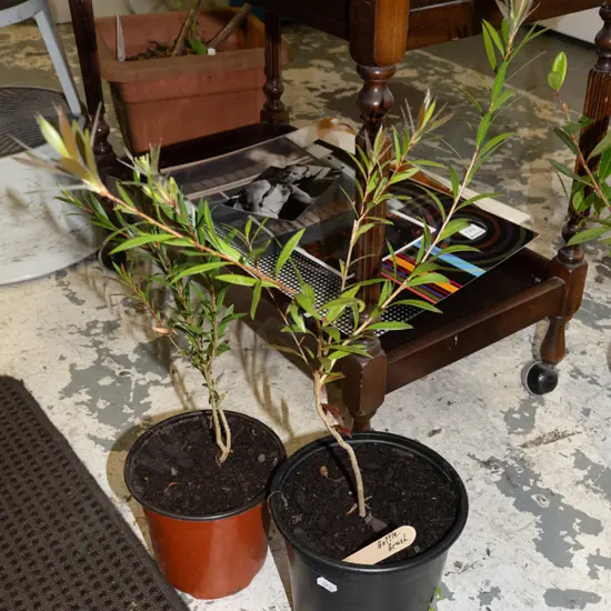 2x potted bottle brushes