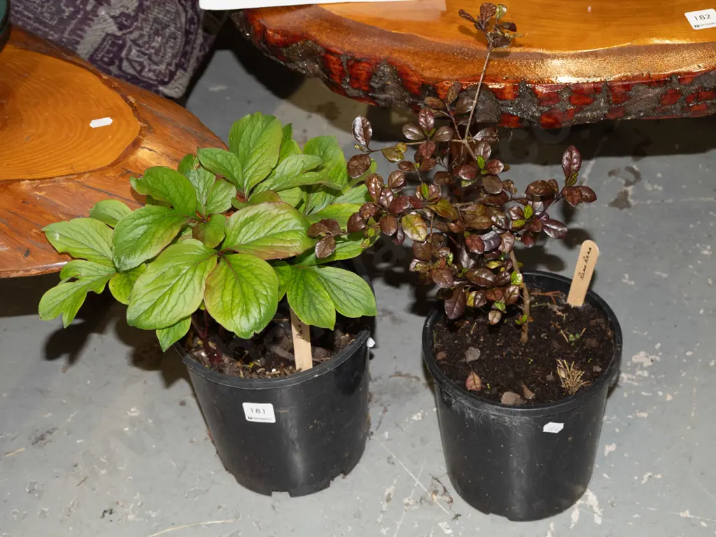 potted peony and rama rama Image 1++