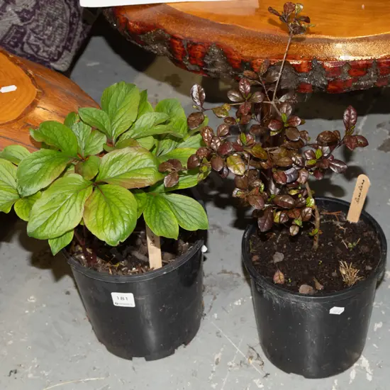 potted peony and rama rama