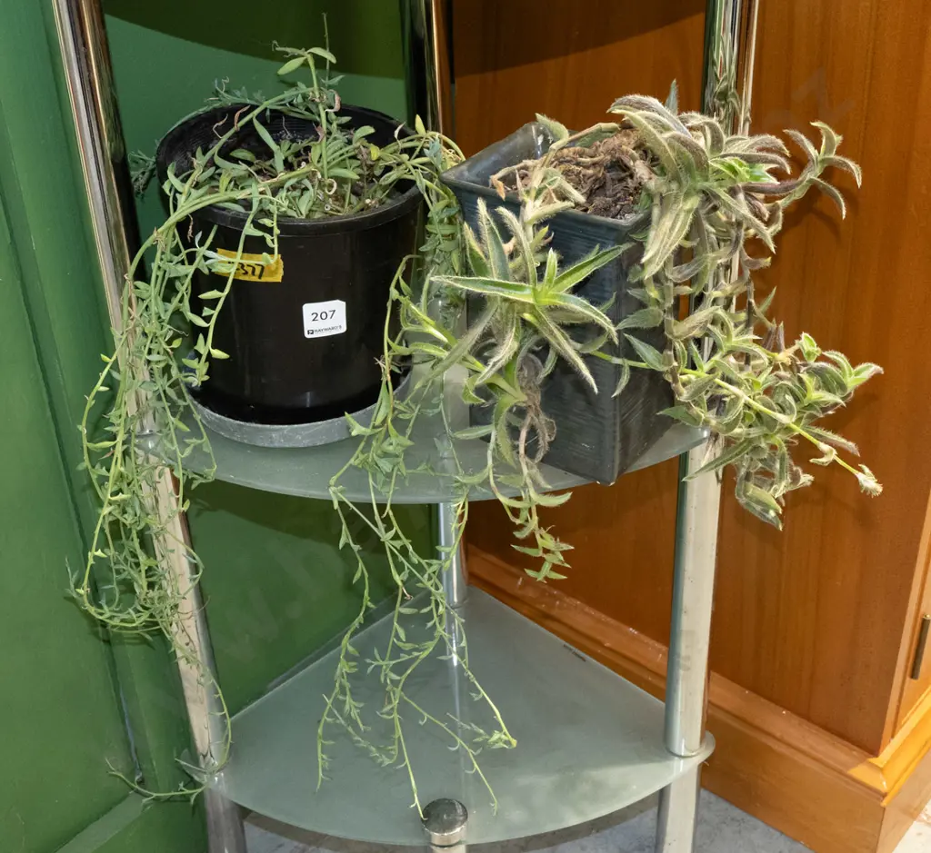 2x potted plants Image 1++