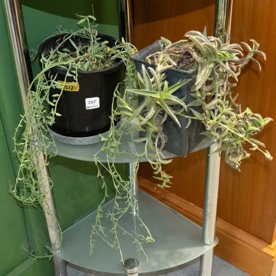 2x potted plants