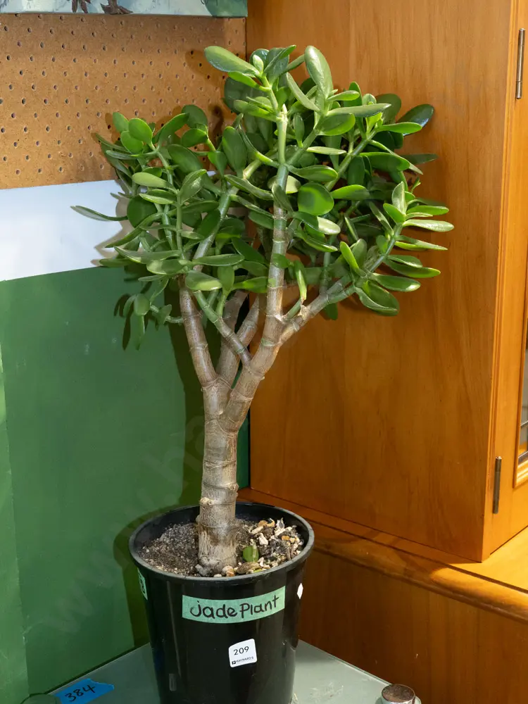 potted jade plant Overall H650 Image 1++