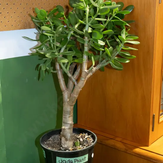 potted jade plant Overall H650