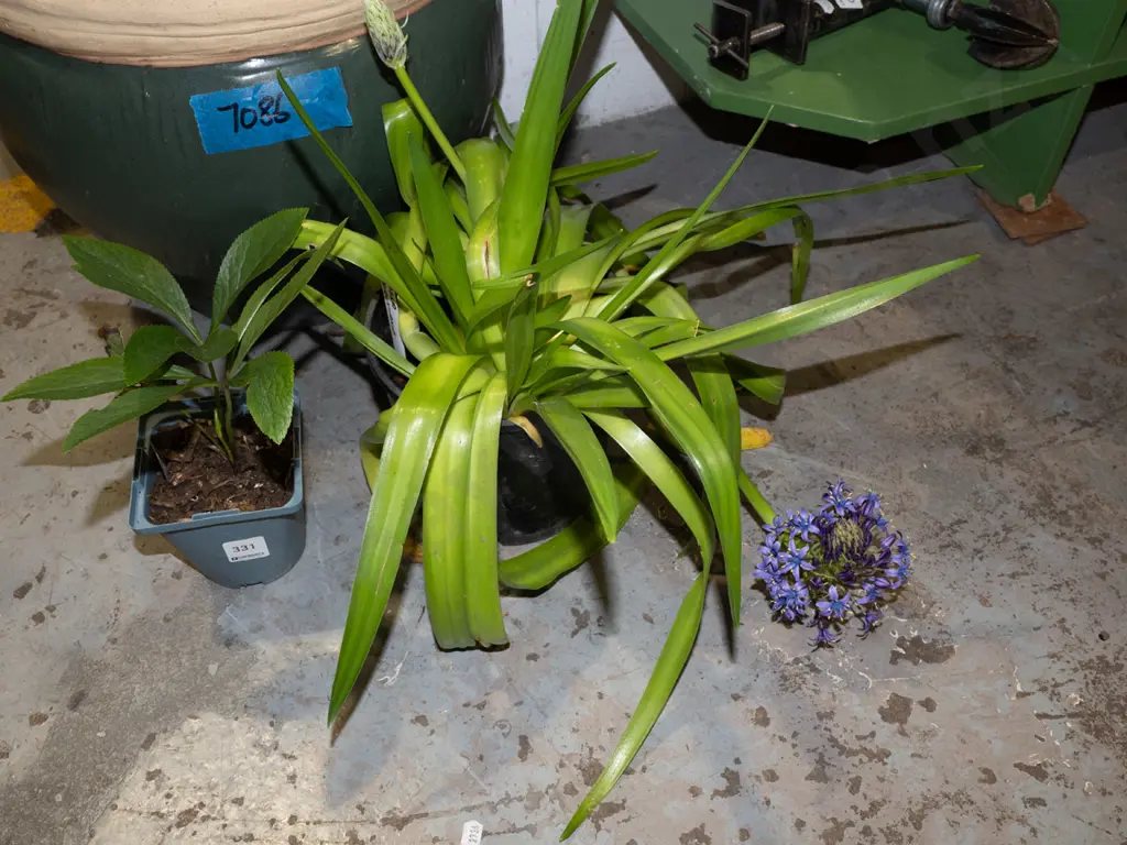 potted scilla peruviana, potted hellebore Image 1++