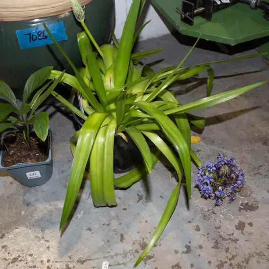 potted scilla peruviana, potted hellebore