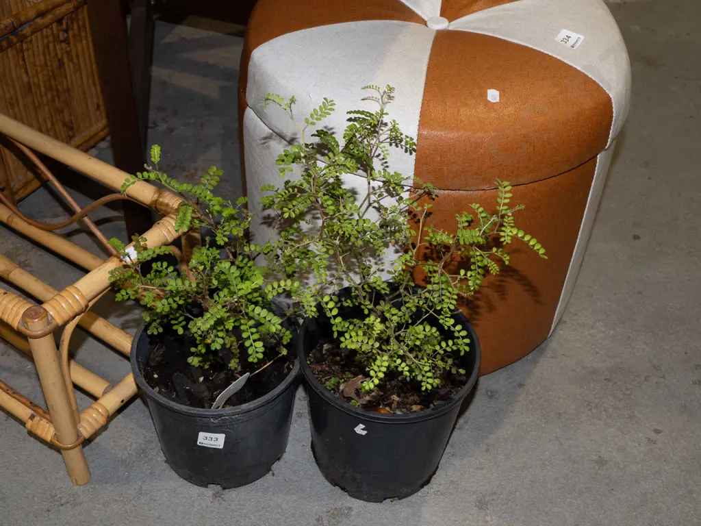 2x potted kowhai Image 1++