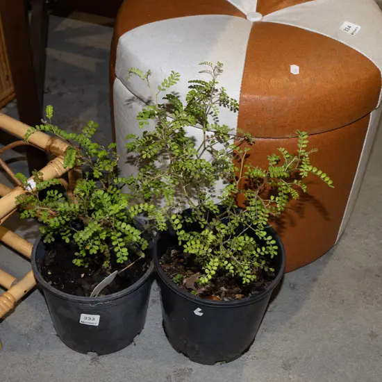 2x potted kowhai