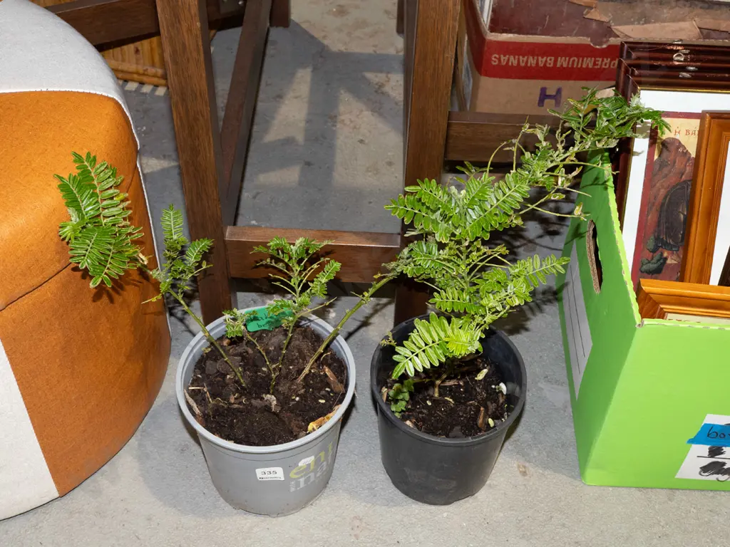 2x potted kaka beaks Image 1++