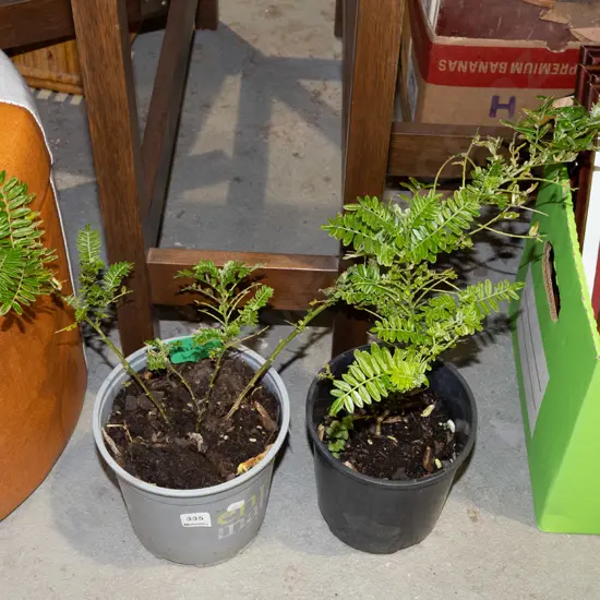 2x potted kaka beaks