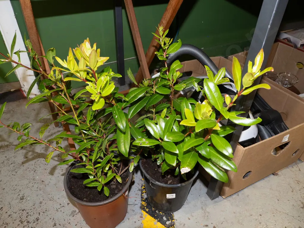 2x potted pohutukawa Image 1++