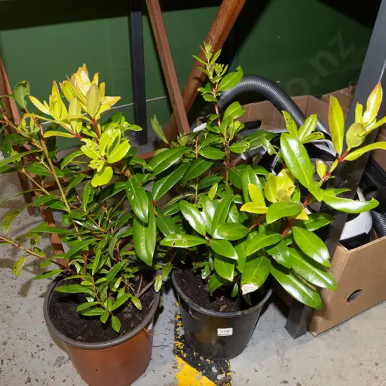 2x potted pohutukawa