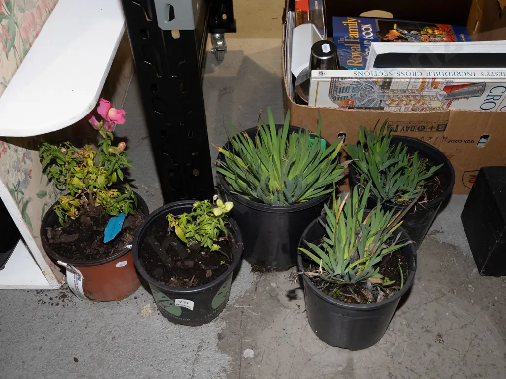 potted snap dragons, 3x yellow eyed grasses Image 1++