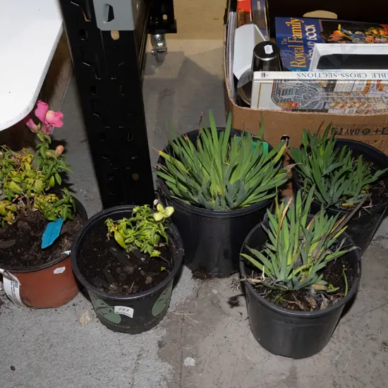 potted snap dragons, 3x yellow eyed grasses