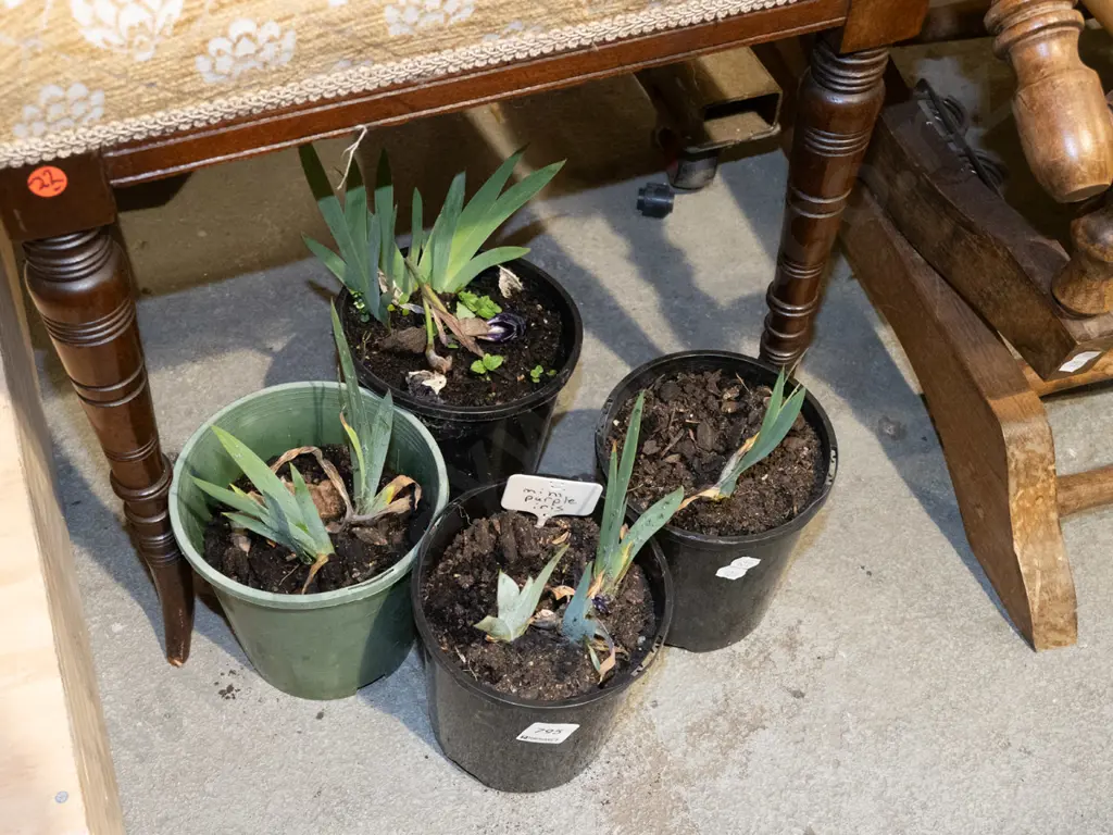 4x potted mini purple irises Image 1++