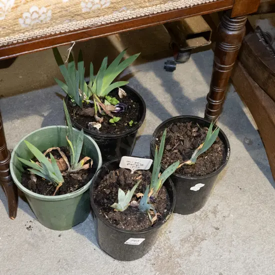 4x potted mini purple irises