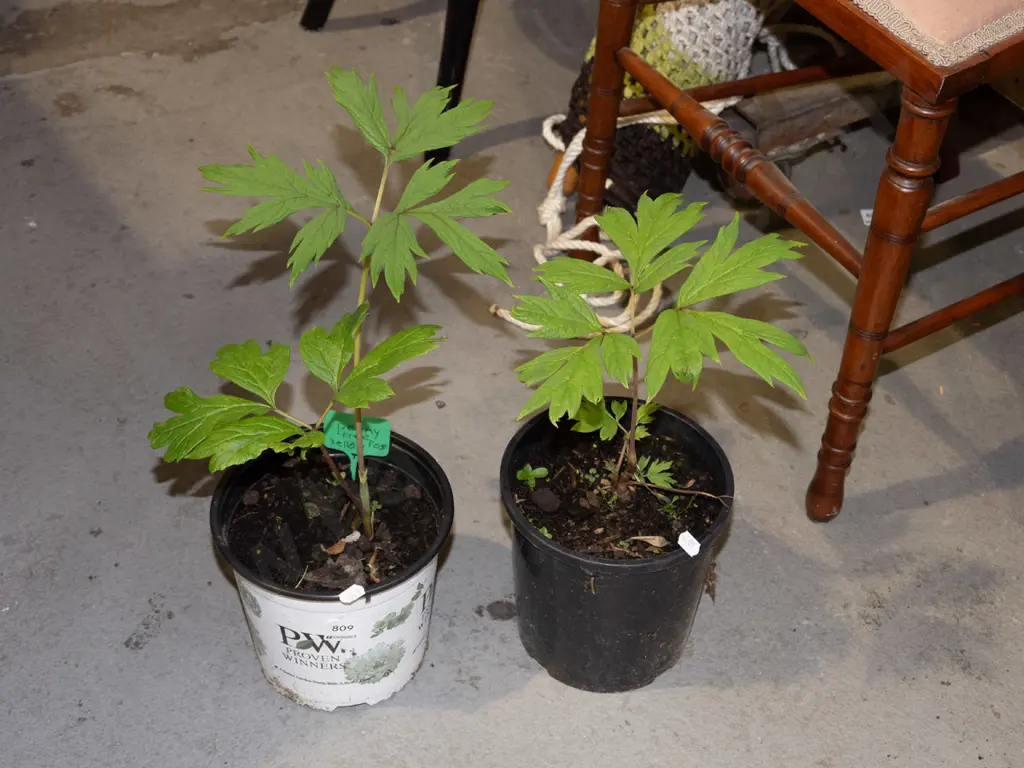 2x potted tree peonies - yellow Image 1++