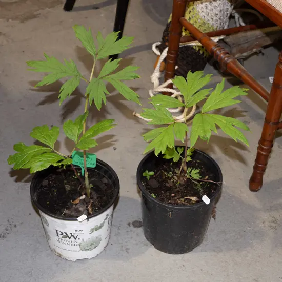 2x potted tree peonies - yellow