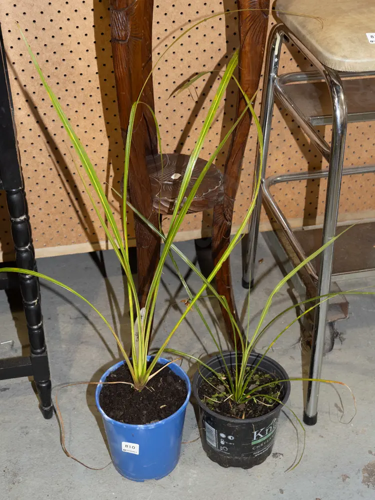 2x potted cabbage trees Image 1++