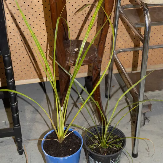 2x potted cabbage trees