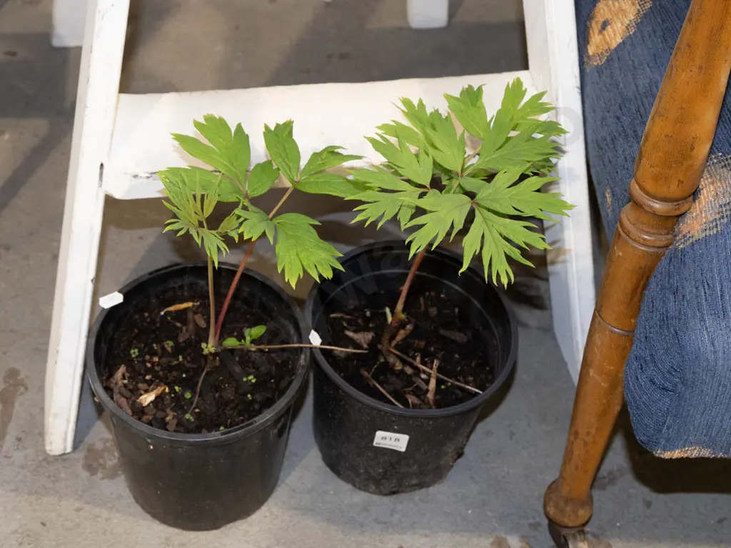 2x potted tree peonies - yellow Image 1++
