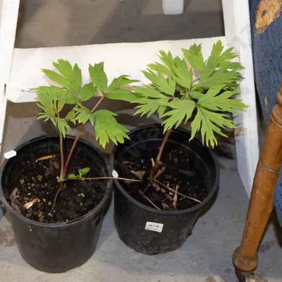 2x potted tree peonies - yellow