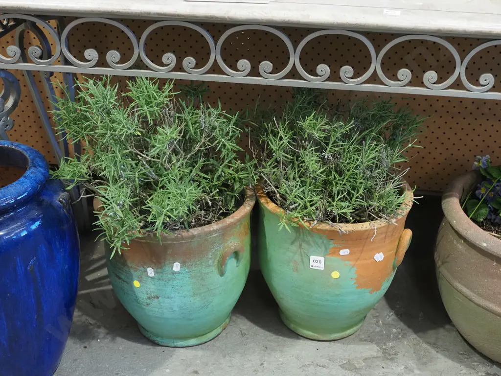 2x unknown plants in painted terracotta planters H570 Image 1++