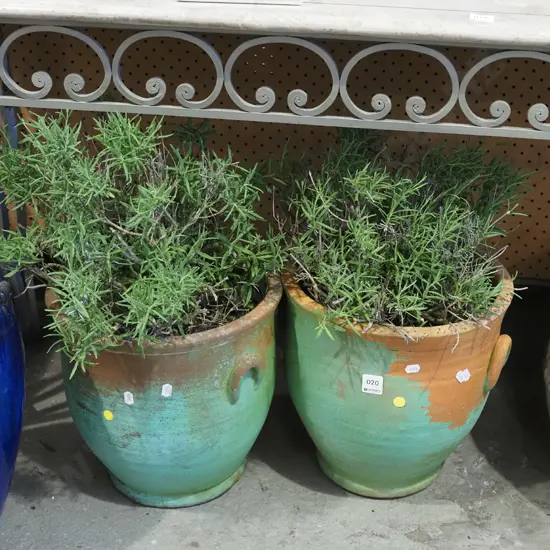 2x unknown plants in painted terracotta planters H570