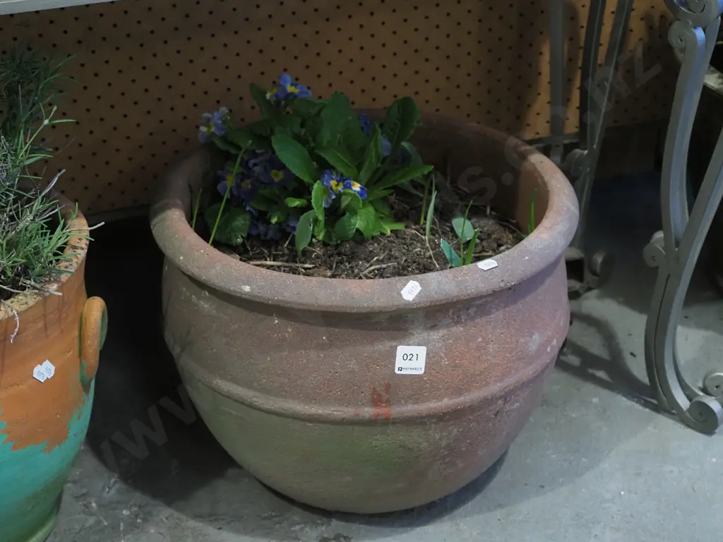 pansies in terracotta garden planter H300 Image 1++
