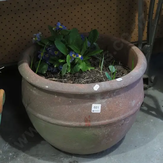 pansies in terracotta garden planter H300
