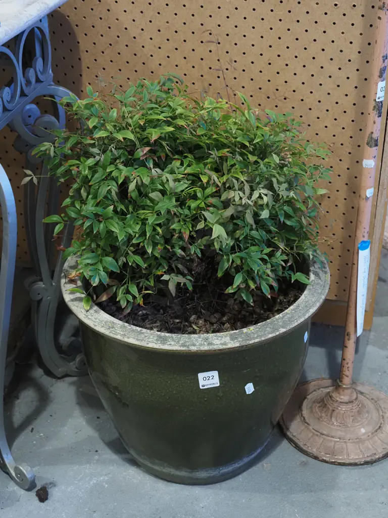 unknown garden plant in green glazed planter H590 Image 1++