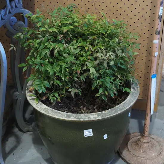 unknown garden plant in green glazed planter H590