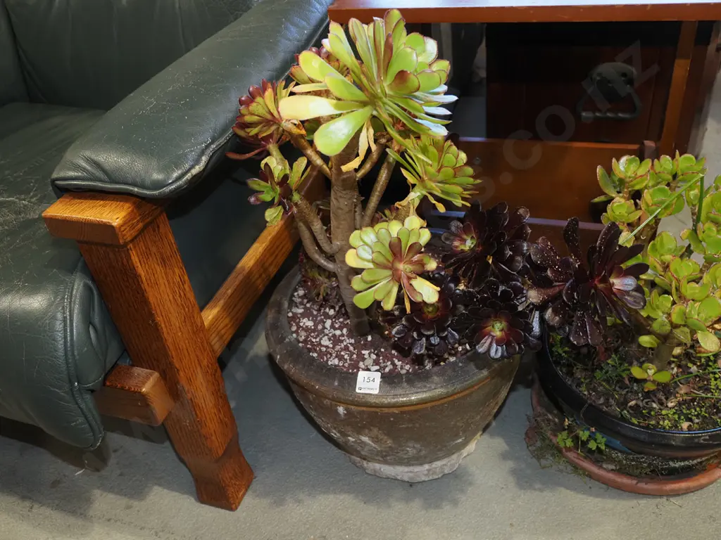 succulents in dragon planter - damage to planter H650 Image 1++