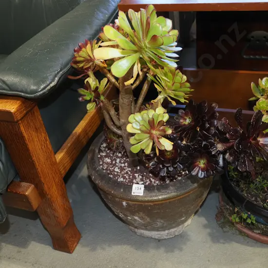 succulents in dragon planter - damage to planter H650