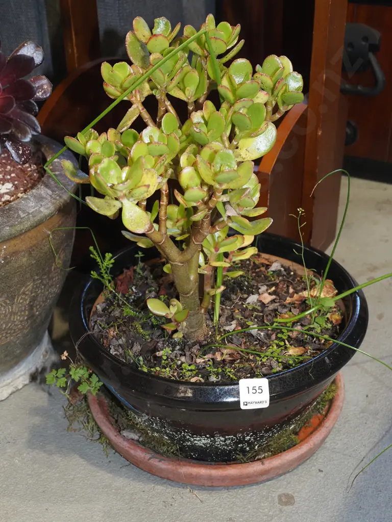 succulent in black glazed planter Image 1++