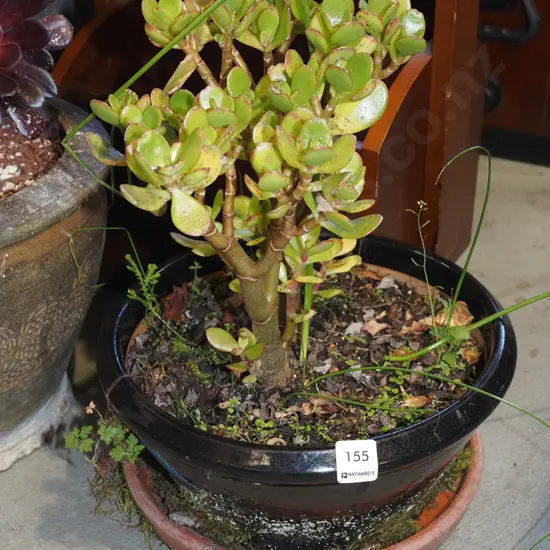 succulent in black glazed planter