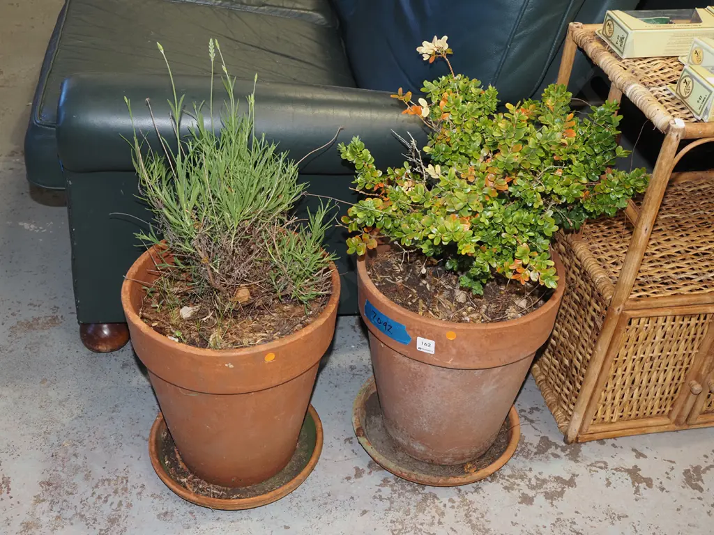 lavender and buxus in terracotta planters - orange dots Planter H350 Image 1++