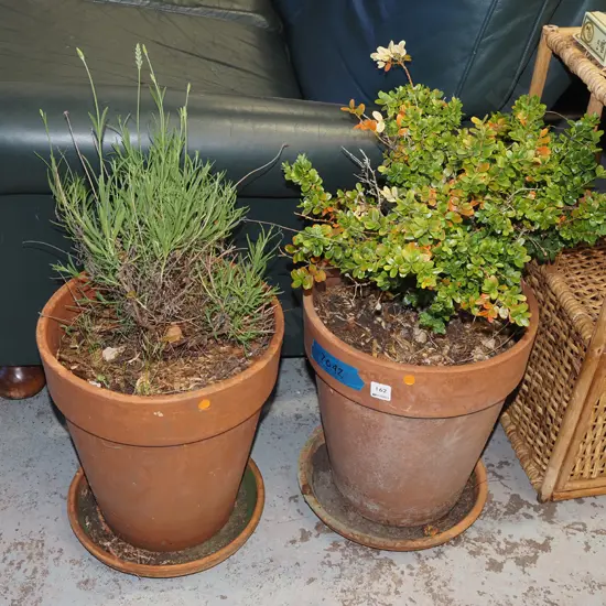 lavender and buxus in terracotta planters - orange dots Planter H350