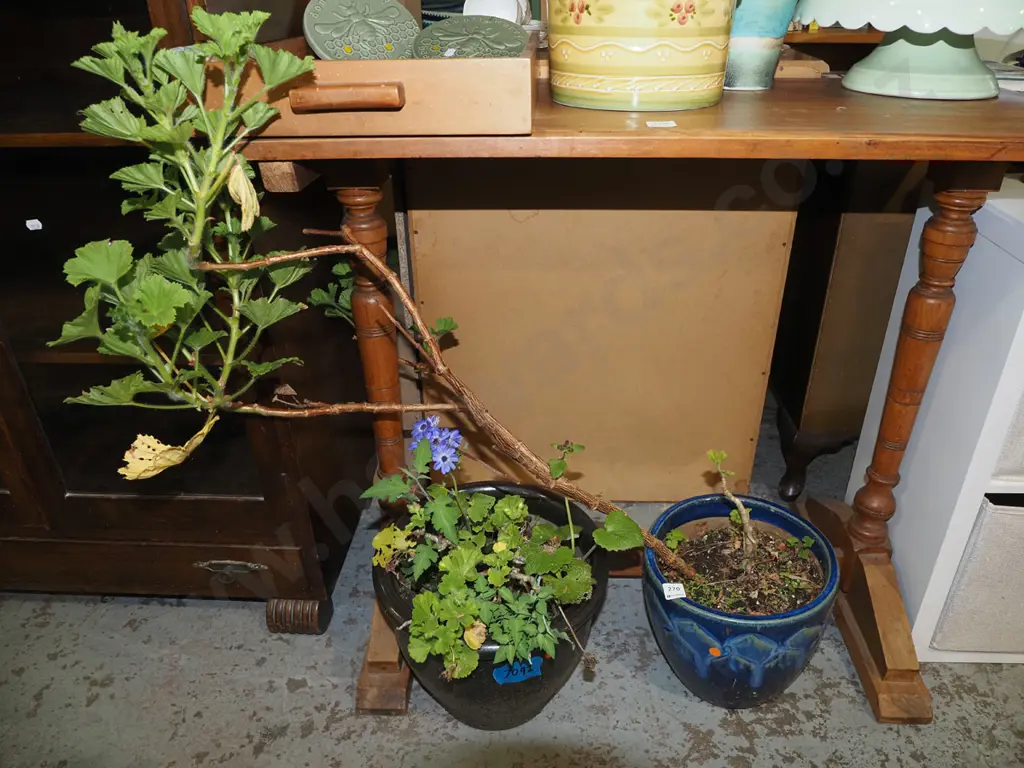 2x geraniums in planters - orange dots Image 1++