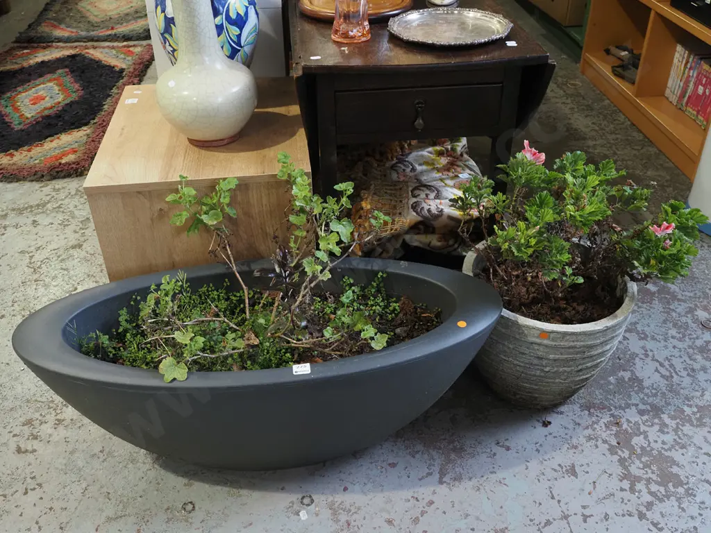 plants in black plastic oval planter, white composite planter - orange dots Largest H300 W800 Image 1++