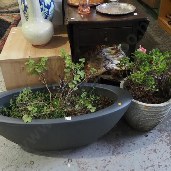 plants in black plastic oval planter, white composite planter - orange dots Largest H300 W800