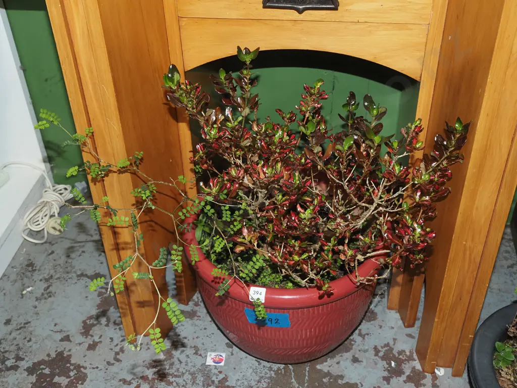 kowahi and plants in glazed planter  H630 Image 1++