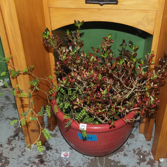 kowahi and plants in glazed planter  H630